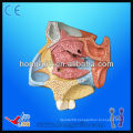 Median Sagittal Section of Nasal Cavity, nose cut anatomical model